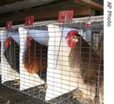 VOA慢速英语: Study shows flies can pass salmonella to chickens