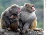VOA慢速英语:Cutting Calories: Monkeys That Eat Less Live Longer