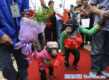一对大猩猩“新人”在合肥举办婚礼 一对大猩猩“新人”在合肥举办婚礼