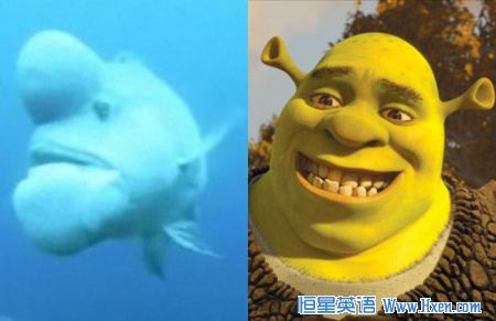 一种亚洲羊头濑鱼因其诡异的相貌特征被冠以新名“史莱克” 一种亚洲羊头濑鱼因其诡异的相貌特征被冠以新名“史莱克”
