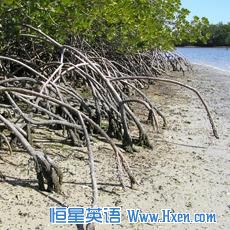 A mangrove swamp A mangrove swamp