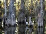 VOA慢速英语:Everglades National Park – One of the World’s Great Biological Wonders