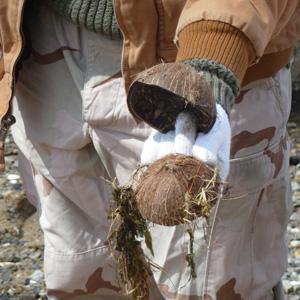 Coconut shells might be tasty to the Hindu gods but they can also poison the fish in Jamaica Bay. Coconut shells might be tasty to the Hindu gods but they can also poison the fish in Jamaica Bay.