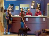 VOA慢速英语:Americans and their Pampered Pets