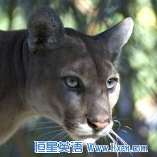 A Florida Panther