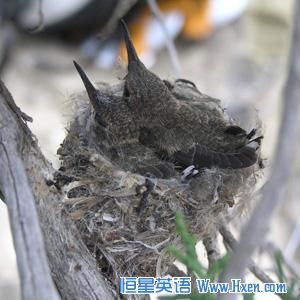 Black-chinned hummingbirds are drawn to noisy sites near natural gas well compressors, possibly to avoid western scrub jays, which prey on their eggs and chicks.