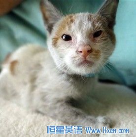 上海小猫两周未吃未喝偷渡到美国