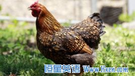 Chickenfeed