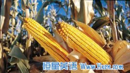 Worries About Rising Food Prices May Ease