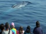 VOA慢速英语:Should Whales Be Hunted or Watched?