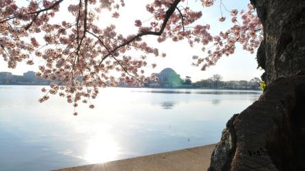 Springtime in D.C.