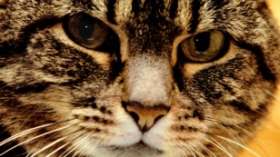 All About Cats - The Worlds Favorite Pet