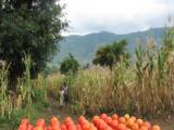 VOA慢速英语:Farmer Invents New Way to Grow Crops