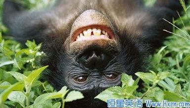 经济学人下载:动物行为 猩球探秘