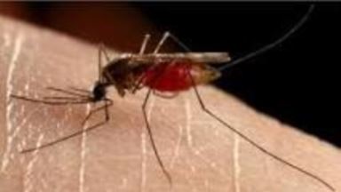 Burkina Faso Scientist Wins Award for Mosquito Research