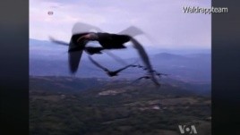 Researchers: Birds Know Flying in V-Formation is Energy-Efficient
