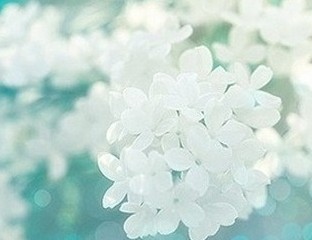 365日职场正能量：诚实篇