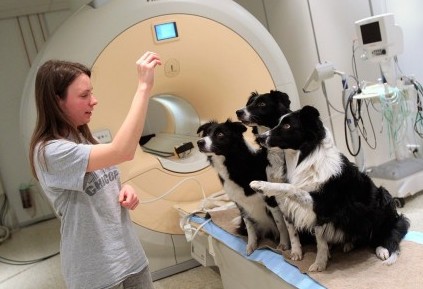 <a href=http://www.hxen.net target=_blank class=infotextkey>study</a>: Dogs Understand Emotions Like Humans