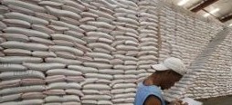 Philippines Prepares for First Rice Harvest Since Typhoon Haiyan