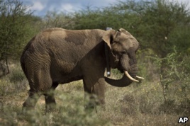 Fences and Wildlife Dont Mix
