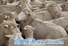 我们讲的英语第82期:Sheepish 窘迫