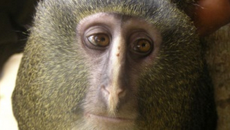 Are We Really Just Monkeys?