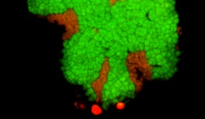 Small Organisms in Deep Sea Rocks Eat Methane
