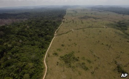 Scientists: Save More Than Forests