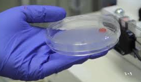 American Scientists Work on Printing of Living Tissue Replacements