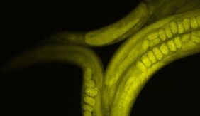 Worms Get Ready to Fly in Space