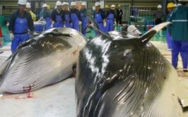 Japanese Begins Controversial Whale Hunt
