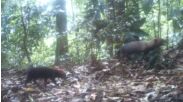 Cameras Capture Pictures of Mysterious Bush Dog