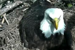 Watch Live Video of Bald Eagles Hatching