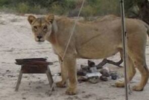 An Unusual and Wild Alarm Clock