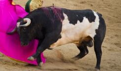 Matador Dies at Spanish Bullfight