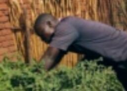 Malawi's Homegrown Vegetables Ease Food Shortage