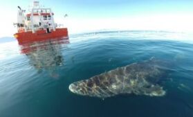 The Longest Living Vertebrate is… a Shark