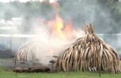VOA常速英语:Africa’s Elephant Ivory: Sell or Destroy?(翻译)