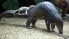 Wildlife Convention Protects Animals Great and Small