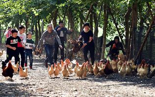 众安保险计划用区块链技术颠覆鸡肉供应链