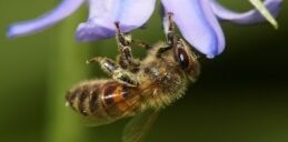 VOA慢速英语:研究称30年来世界昆虫数量一直在减少
