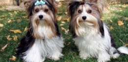 VOA慢速英语:Biewer Terrier成为最新的狗种