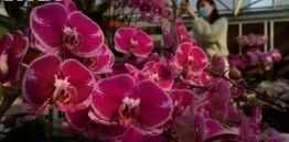VOA慢速英语:疫情期间花卉农场在农历新年的销售下降
