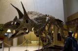 Skeleton of dinosaur to be sold